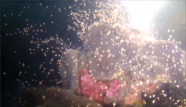 Los corales desovaron sus huevos en las profundidades del mar samario. 