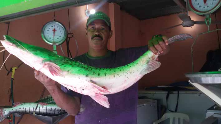 El bagre rayado del Magdalena es la especie de mayor valor comercial de la cuenca.