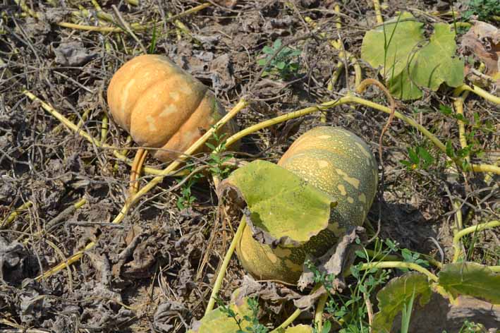 Cultivo de ahuyama en el Centro de Investigación Caribia.