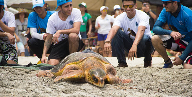 En la jornada de hoy liberarán setecientos ejemplares de tortugas caguamas o cabezonas (caretta caretta) y carey (eretmochelys imbricata).