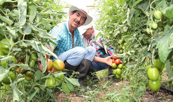 A través de alianzas + campo +sostenible se exportan semanalmente 10 toneladas de tomate a Martinica en el Caribe.
