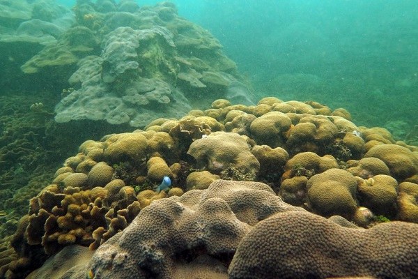 Los corales son animales aunque a la gente le cueste trabajo creerlo, y como tal hay masculinos, femeninos y hermafroditas.