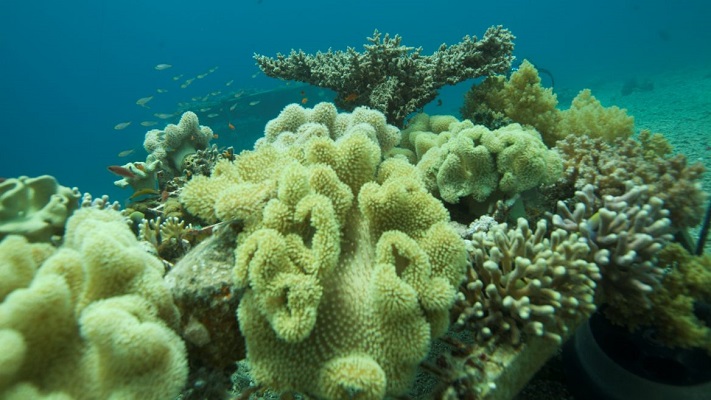 En los últimos cinco años, el ataque de una enfermedad endémica del ha perjudicado a 23 especies de corales en Gran Arrecife de Florida.