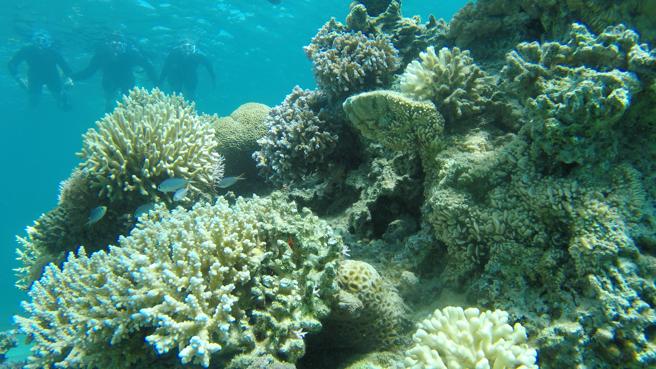Esta emergencia obligó a extraer corales de las Islas Marquesas y el Parque Nacional Dry Tortugas, las áreas más meridionales del Gran Arrecife de Florida. 