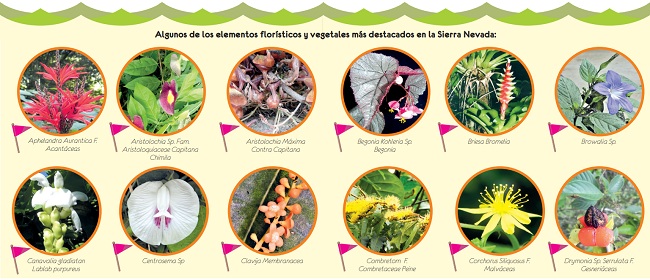 Algunos de los elementos florísticos y vegetales más destacados en la Sierra Nevada: 