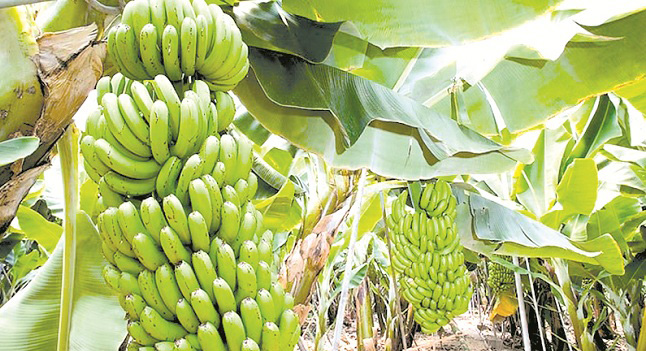 El Fusarium Raza 4 Tropical, Foc R4T, es un hongo que ataca los cultivos de banano.