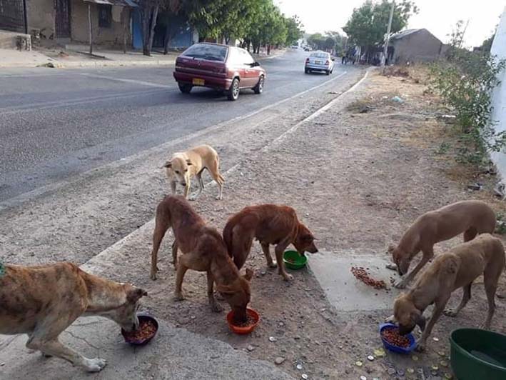 La fundación se ha encargado de formar comedores para caninos que surten de alimento a través de donaciones.