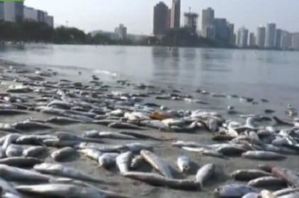 Habitantes del sector El Laguito denunciaron que en el cuerpo de agua se registró una mortandad de peces