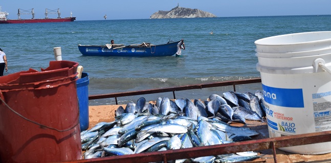 El área de pesca en Santa Marta va Don Jaca hasta Don Diego. En la zona del Parque Tayrona hay restricciones de pesca.