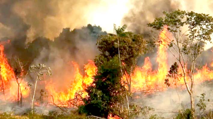 El Consejo Empresarial Brasileño para el Desarrollo Sostenible, instó al Gobierno de Bolsoaro a perfeccionar los sistemas de control y vigilancia para la extinción de la deforestación ilegal en la Amazonía.