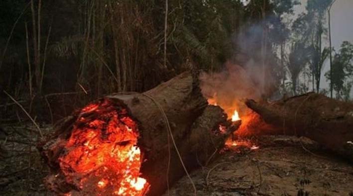 A lo largo de 2019, en Brasil se han quemado 500.000 hectáreas de bosque amazónico, una de las peores tragedias que ha sufrido el pulmón de la Tierra. 