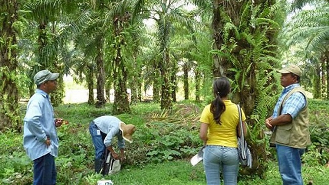 Funcionarios del ICA estuvieron en Toluviejo y San Onofre verificando el cumplimiento de la normatividad establecida para la producción de palma de aceite