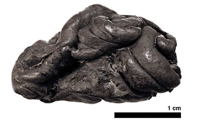 El pedazo de resina de abedul, de poco más de dos centímetros de largo y con una antigüedad de 5.700 años, del que se extrajo el material genético