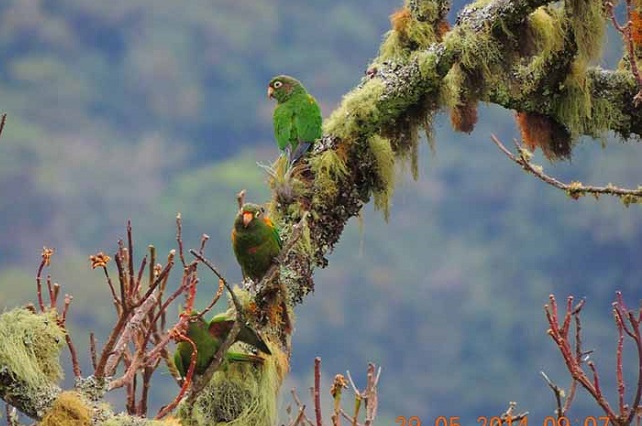 Según explica el biólogo Francisco Correa, hasta Minca llegan aves de distintas partes del mundo que también se ven afectadas por la contaminación auditiva. 