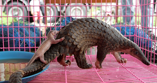 Una cría de pangolín y su madre son fotografiados en el interior de una jaula en Bangkok, Tailandia.EFE/RUNGROJ YONGRIT