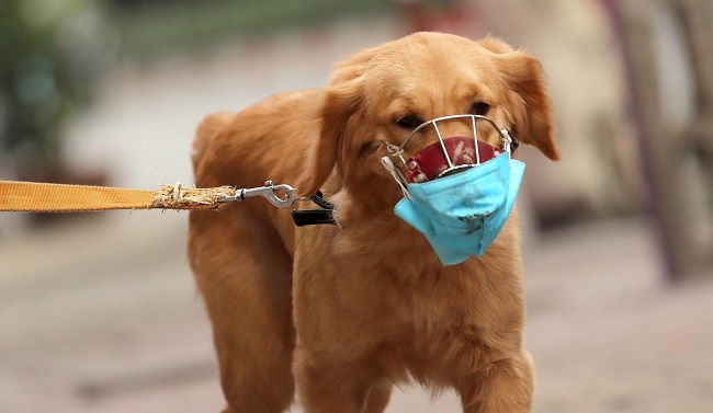El informe aclara que todavía no hay prueba de que estos animales puedan infectar humanos.