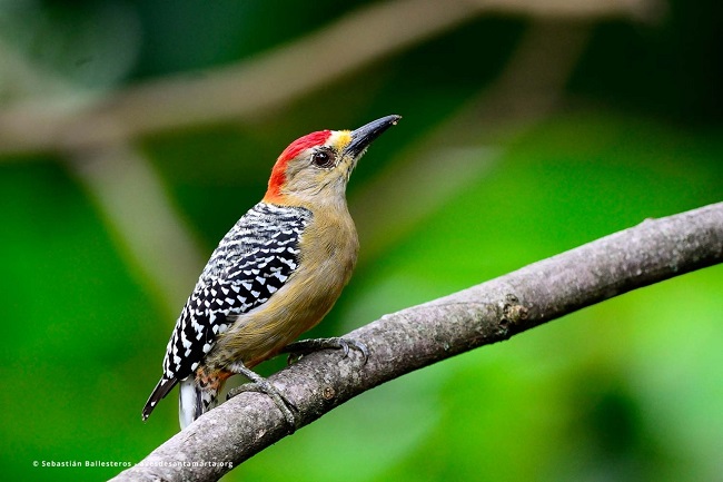 Melanerpes rubricapillus --- Carpintero habado