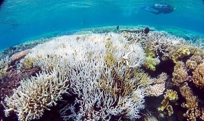 El esqueleto blanco del coral es visible porque sufrió un fuerte estrés debido al calor y perdió su simbionte de algas, que le suministra la mayor parte de su nutrición a través de la fotosíntesis.