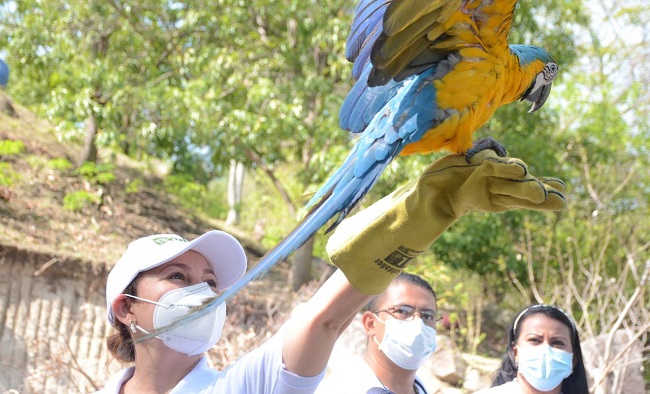 La actividad se cumplió en el marco del proyecto de la Unidad Móvil de Rescate de Fauna Silvestre, en el que cuatro guacamayas volvieron a estar en su hábitat natural.