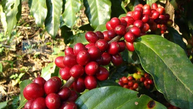 Las zonas donde se cultiva café en la Sierra Nevada de Santa Marta se ubican en Ciénaga, Santa Marta, Fundación y Aracataca. 