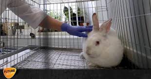 Según las investigaciones, Colombia hace parte de un grupo de países entre los que se incluyen Reino Unido, Nueva Zelanda e Israel, que han puesto fin a esta práctica de pruebas de productos cosméticos en animales.