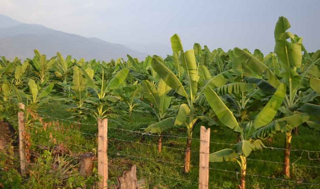 Cultivos de banano en el Magdalena. Foto referencia 