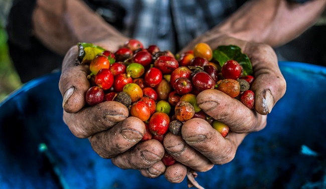 Hay 12.000 cultivos sostenible de café en el Magdalena.