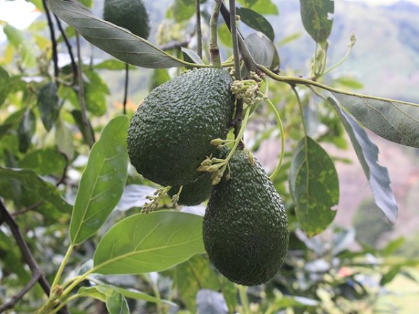Foto: Instituto Colombiano Agropecuario 