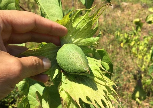 Lo más importante para Prosierra es el aumento de producción de semilla porque ese ha sido el reto mas grande,  tener la disponibilidad de semilla no transgénica para que otros cultivadores puedan sembrar.