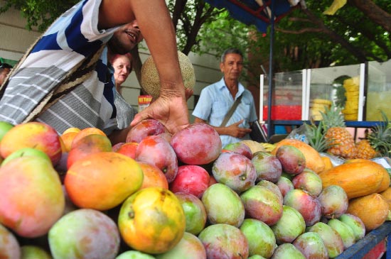 El departamento del Magdalena ha venido en ascenso en los volúmenes de exportación del mango de azúcar.