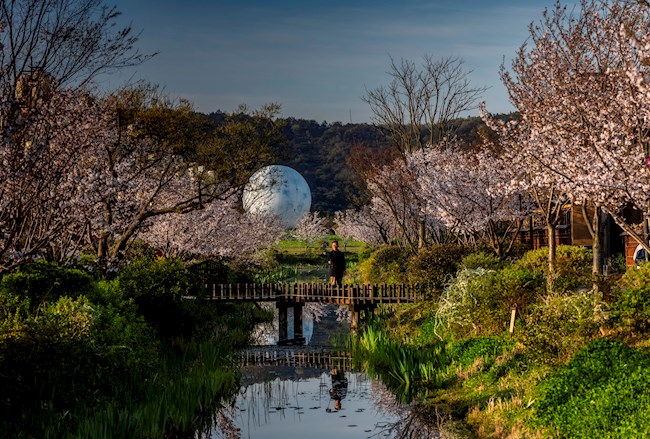 Fascinación en Japón por los cerezos.