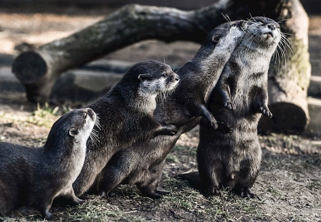 Varias nutrias asiáticas de uñas cortas se agrupan en el recinto de un zoo. EFE/ 