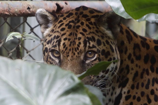 Fotografía de un jaguar en el Parque de la Conservación, en Medellín.EFE