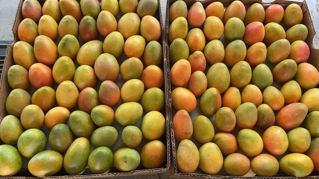 El mango de azúcar del Magdalena se exporta a la Unión Europea, Canadá, países árabes y Rusia. 