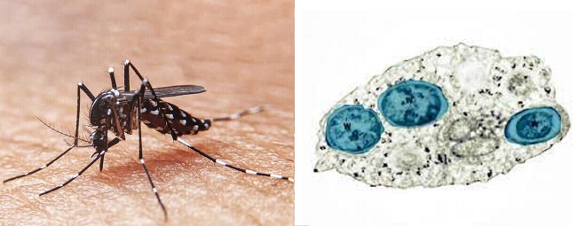 Foto referencia  