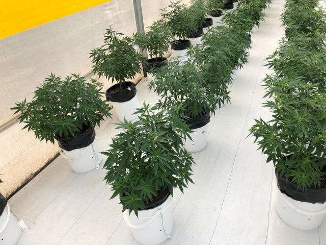 En lo corrido del 2021, Suiza es el segundo país que abre sus puertas para la exportación de semilla de cannabis, luego de Argentina. Así mismo, Perú, Uruguay y Reino Unido aceptaron la admisibilidad de este producto en el 2020.
