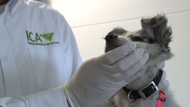 La Resolución 100164, del 7 de julio de 2021 establece los requisitos sanitarios para el ingreso y salida del país de perros y gatos como animales de compañía o con destino comercial.
