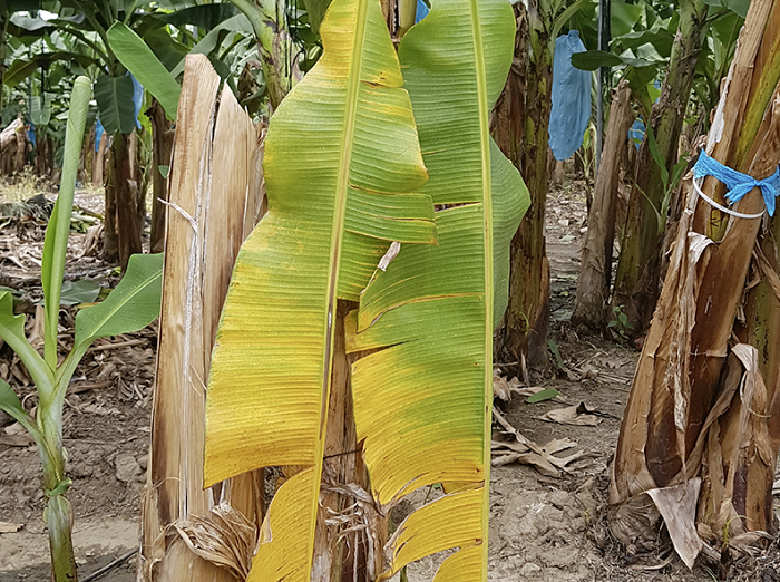 El componente de investigación de este proyecto estará a cargo de Agrosavia.