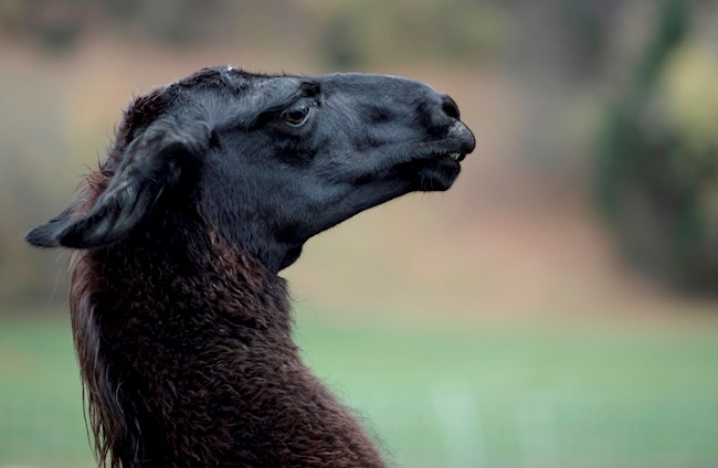 Imagen de una llama, en una fotografía de archivo. EFE