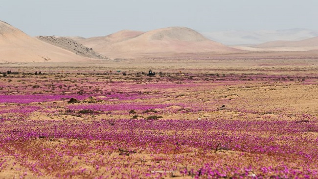 Fotografía del paisaje de flores en el desierto de Atacama, un fenómeno natural conocido como el Desierto Florido que ocurre entre cada 5 y 10 años aproximadamente, el 7 de octubre de 2021, en la norteña ciudad de Caldera (Chile). EFE