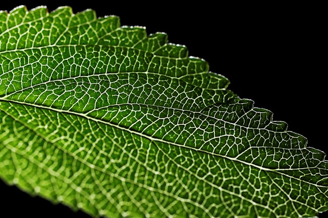 Foto: Detalle de una hoja de la planta Juanilama el 20 de octubre de 2021, en San José (Costa Rica). 
