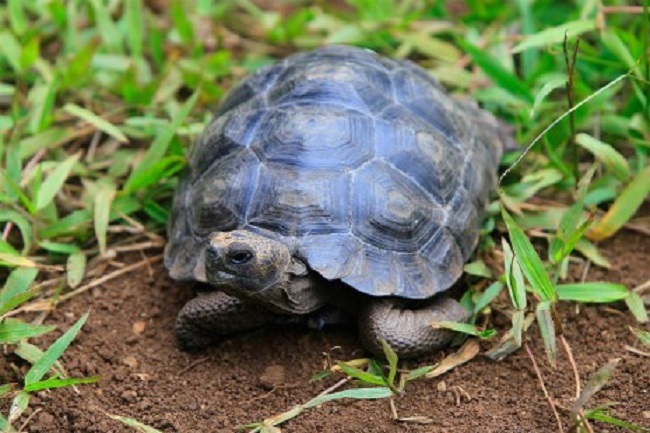Tortuga gigante de Galápagos. EFE