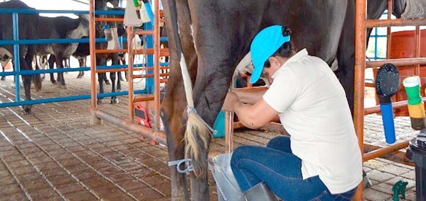 Colombia cuenta con, aproximadamente, 633.408 predios bovinos, distribuidos principalmente en Cundinamarca, Boyacá, Antioquia, Córdoba Santander y Nariño.