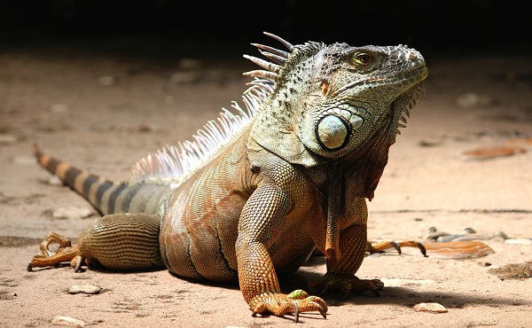 Comprar y vender fauna silvestre es un delito y podría incurrir a una inhabilidad especial de 1 a 3 años en ejercer la profesión, oficio, comercio o tenencia de animales.
