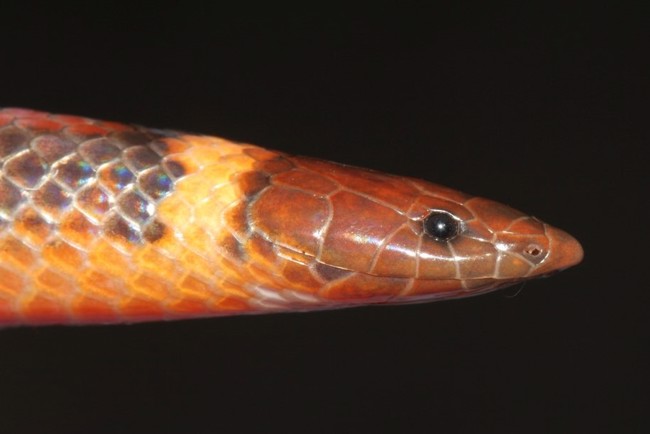 Fotografía cedida por la fundación paraguaya Para La Tierra que muestra una serpiente de la especie denominada Phalotris shawnella, recientemente descubierta.