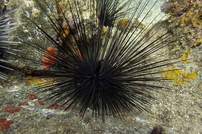 Fotografía cedida por la organización Atlantic and Gulf Rapid Reef Assessment (AGRRA) donde se aprecia un erizo de espinas largas (Diadema antillarum) . EFE