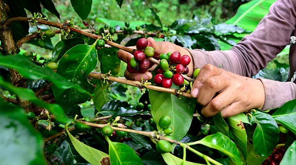La producción de café de Colombia cae un 7 % en abril