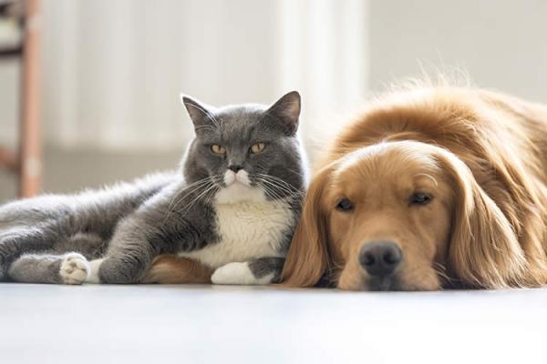 oído intermitente Bermad Gato o perro? Conoce las ventajas y desventajas de tener una mascota en casa