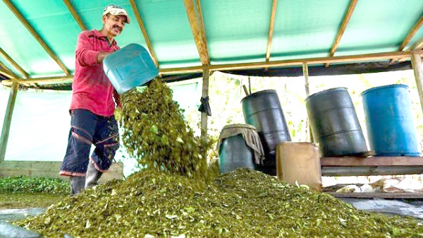 La política de drogas que está diseñando el Gobierno del presidente Gustavo Petro no incluye la legalización de la cocaína.