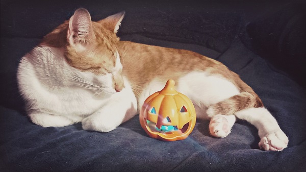 En Halloween el interés por los gatos crece, y son muchos los que se animan a darle un hogar a alguno de ellos.